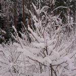luminen-puu-1000x562